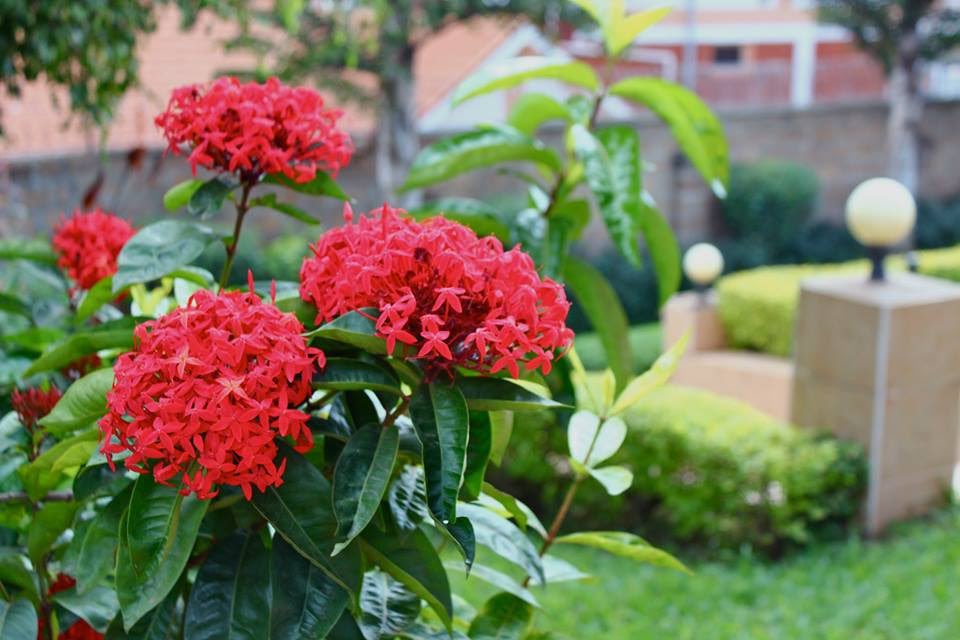 Of Gardens &amp; People. We’ve got a new post up on our blog: niteo.org/blog
#gardens
#flourish
#thrive
#community
#literacy