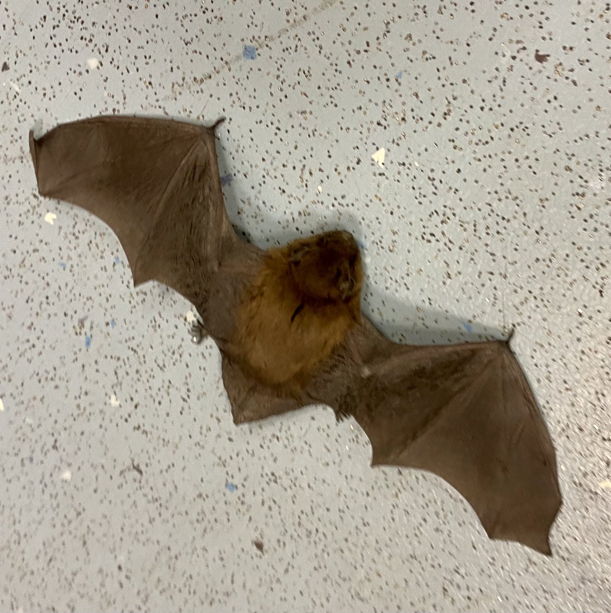 Don’t see this everyday!! Mr Law’s unfaltering bravery was too good to behold!! <a href="/ScottishSPCA/">Scottish SPCA 🐾</a> on hand to offer advice for it’s safe return to the wild. <a href="/khs_stem/">KHS-STEM</a> <a href="/KhsBiology/">KHS-Biology</a>