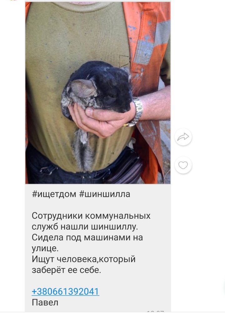 timcharina's tweet photo. Харків‼️🇺🇦
шиншилка шукає собі дім, подивіться, яка гарнюня!🥺💔
буду вдячна за рт і будь-яку інфу, якщо будете забирати/дзвонити
#УкрТві #укртві https://t.co/PGt1124ujf