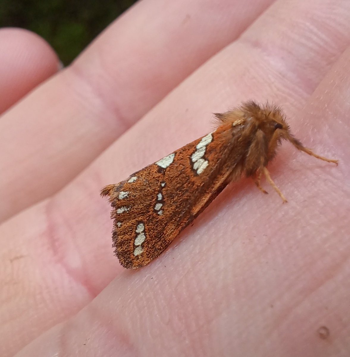 Ranger Toby tweet media