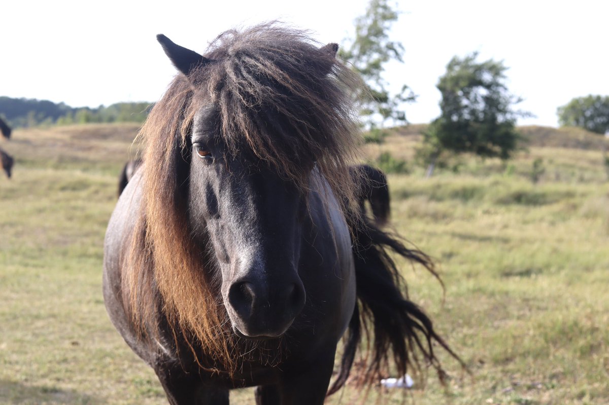 LvAPictures's tweet photo. Blijk je gewoon wilde (Shetland)pony’s pal achter de vakantielocatie te hebben! 🥰🤗😍🤩🥳🥳 Blij ei! Paardenmeisje in mij is back! 🐴 #paard #pony #Shetlander #vakantie #Zeeland https://t.co/E1PIliDTKM