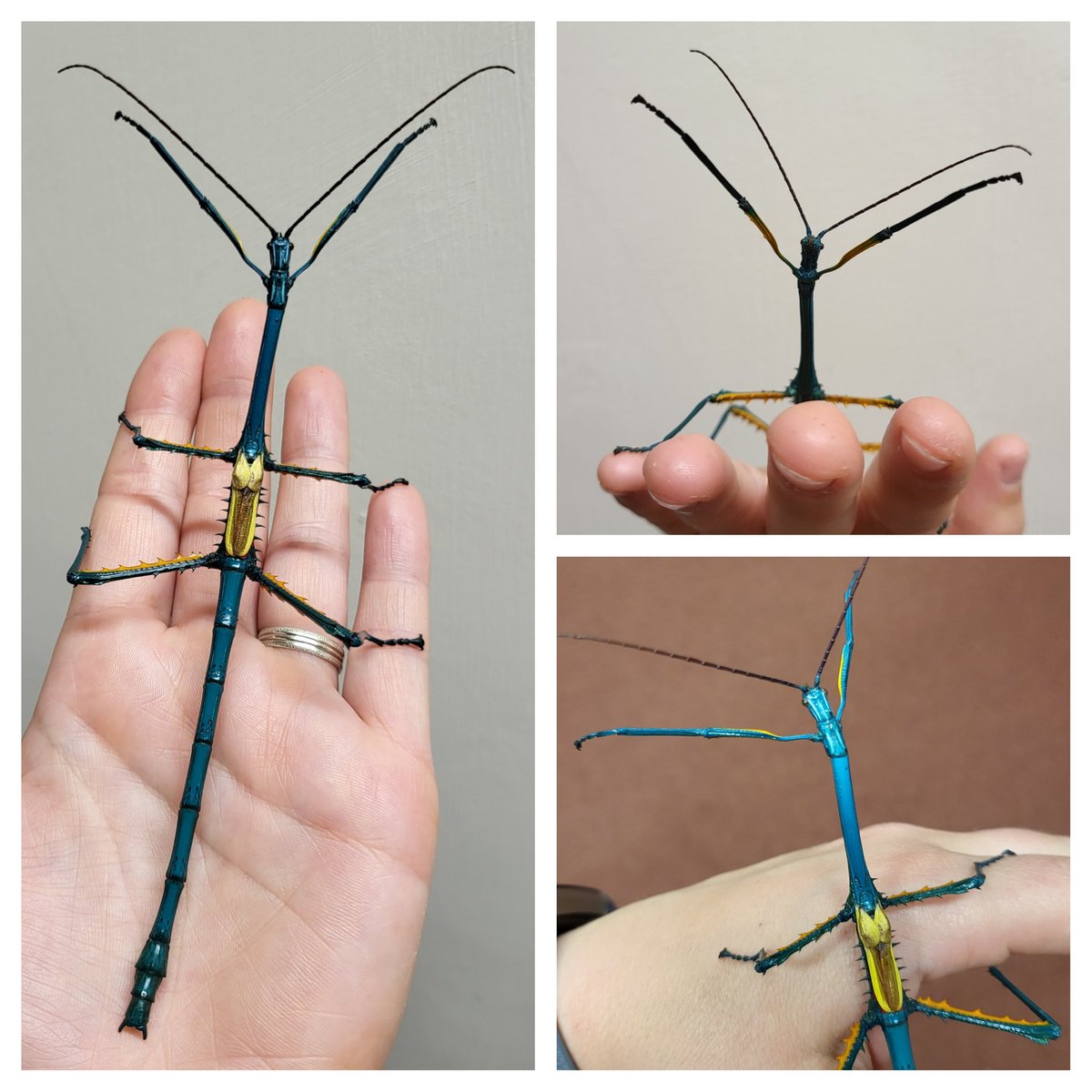 HUGE thank you to @elin_cunningham for bringing these incredible Achrioptera manga stick insects for us @morethanadodo to oooh and ahhh over 🤩