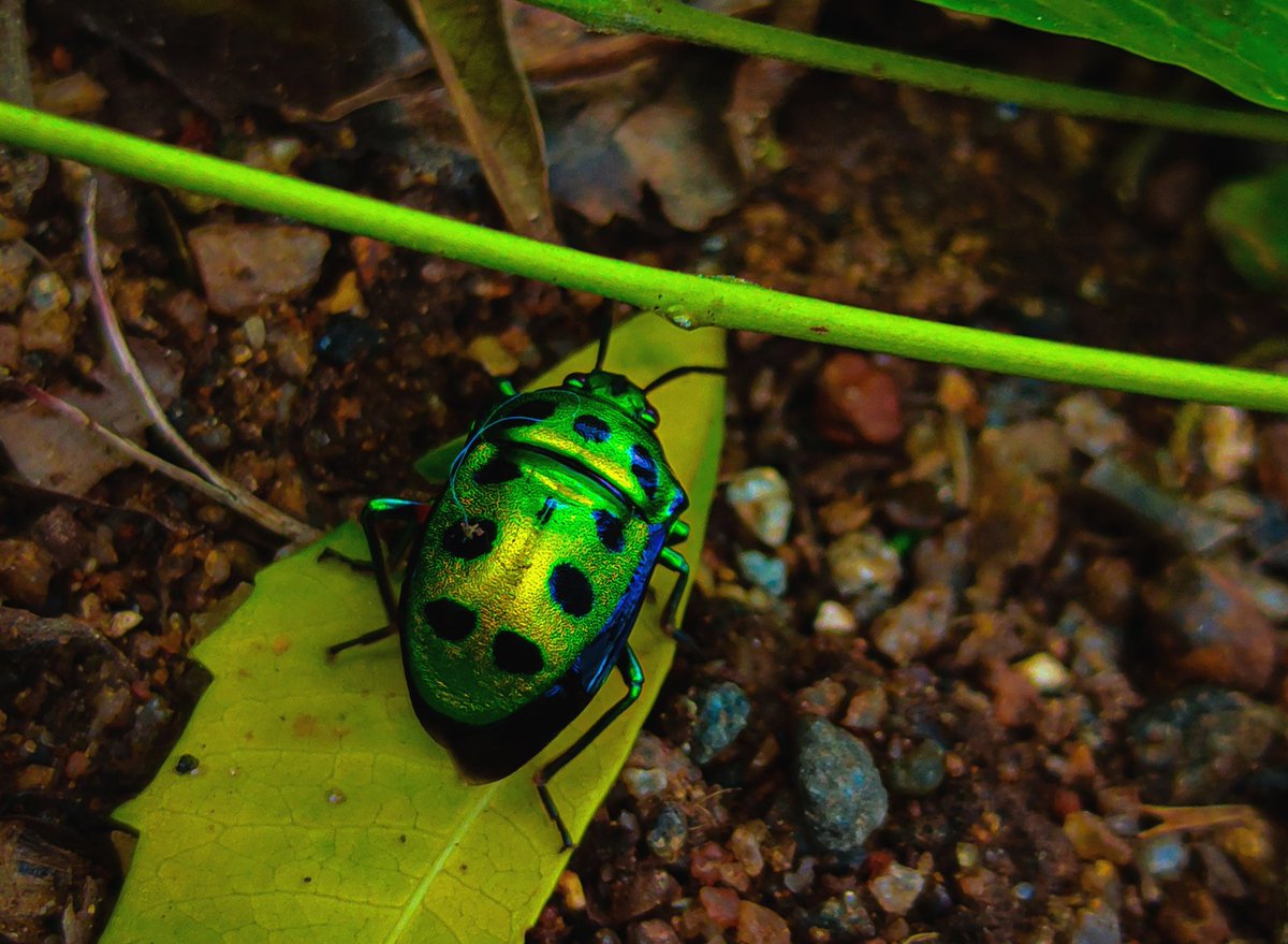 picsbyvj's tweet photo. @jjays_captions #photo #photograghy #photographer #wildlifephotography https://t.co/HL6kcP4qf8