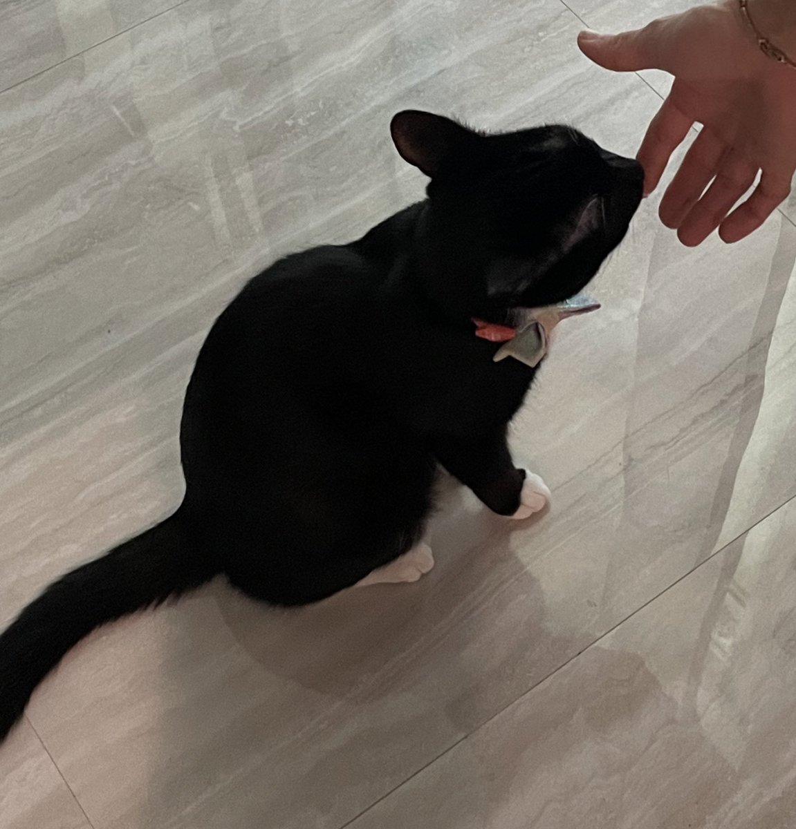 Yum yum #CatsOfTwitter #CatsOnTwitter