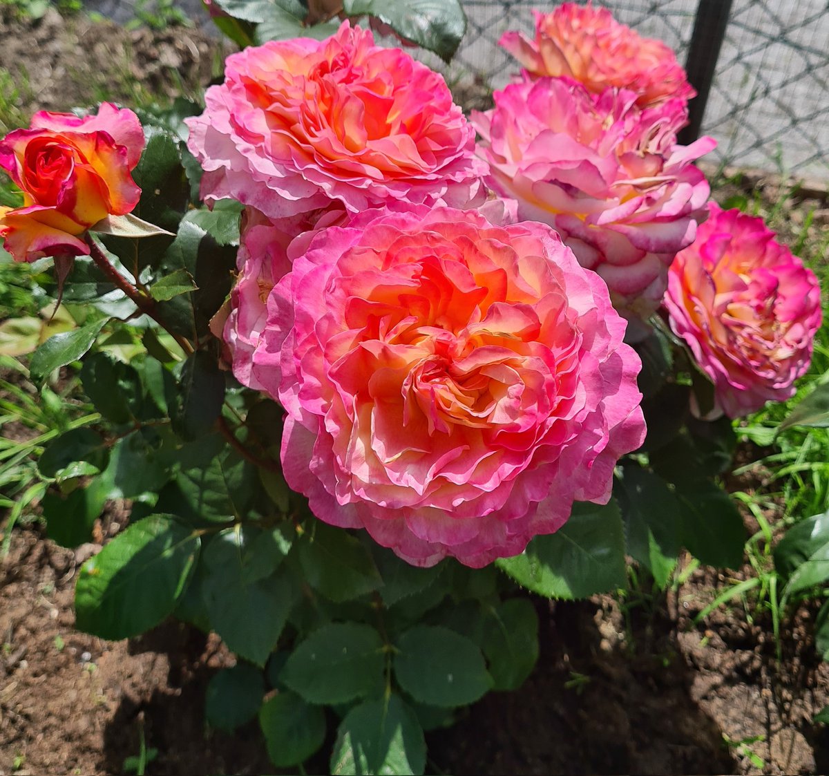 LauraBatida's tweet image. Ich kann jetzt Garten.