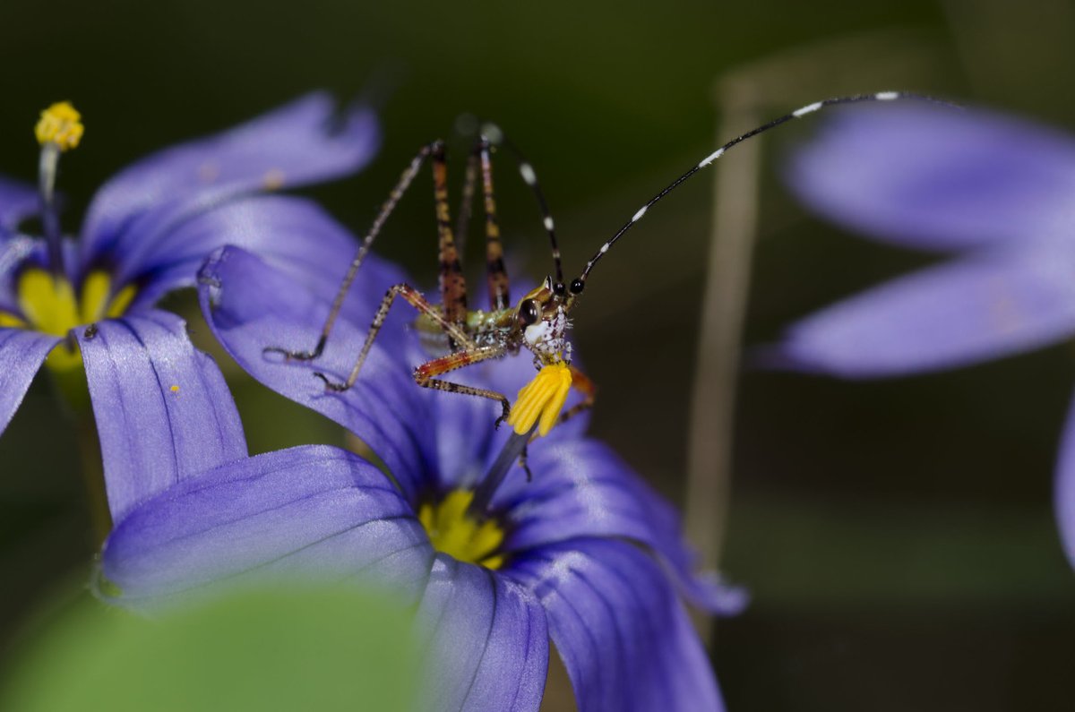 FriendsofFLForests tweet media