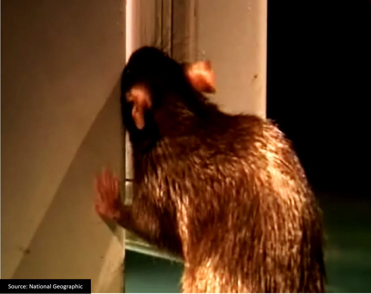 Did you know?  Rats can push or pull around twice their body weight, and have been known to open refrigerator doors!  Don’t underestimate rats’ strength and ability when doing exclusion w