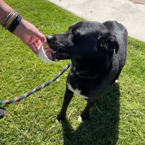 animalfndlv's tweet photo. We passed out frozen treats to some happy pups this morning at the grand opening of the dog park at Lone Mountain Regional Park. Thank you to @ClarkCountyNV and @CC_DistrictC for organizing a great event for the community! https://t.co/uzgS08Q5hN