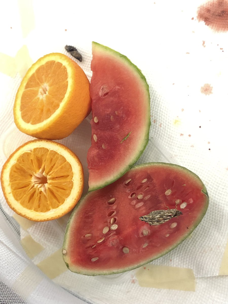 Had 17 butterflies by the end of the day, with six coming out during class time so we got to watch what was happening up close!  So exciting!  We left them well-stocked with food for the weekend. 🍊🍉 <a href="/egwps/">École Grosvenor-Wentworth Park School</a>