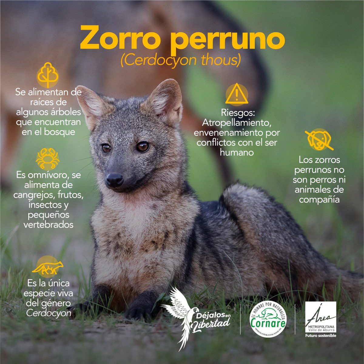 cornare's tweet photo. El zorro perruno, (𝑪𝒆𝒓𝒅𝒐𝒄𝒚𝒐𝒏 𝒕𝒉𝒐𝒖𝒔) es la única especie viva del género 𝑪𝒆𝒓𝒅𝒐𝒄𝒚𝒐𝒏 es omnívoro y suele ser confundido con un perro silvestre o un lobo cuando sale a la urbe en las noches en busca de alimento. https://t.co/k8l6B2uz7R