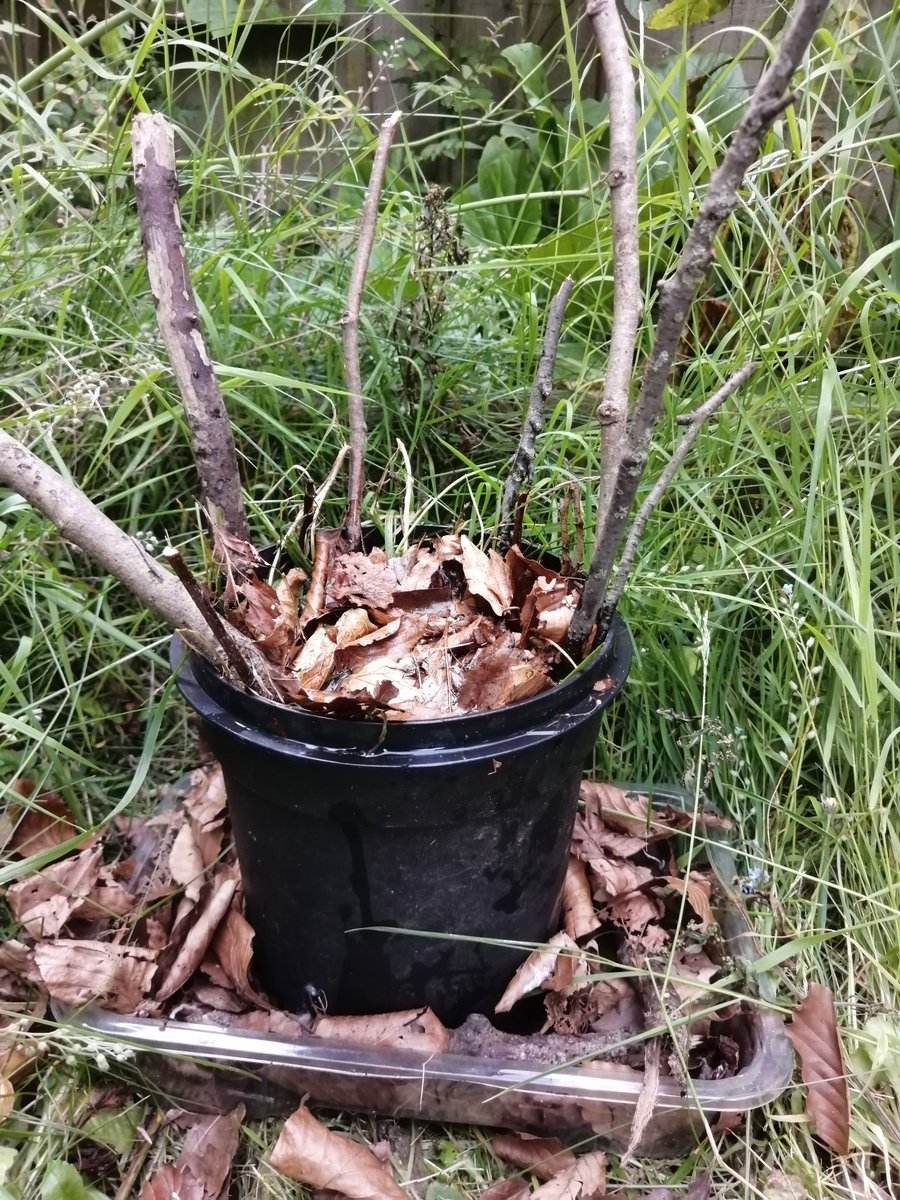 mafalda_b_costa's tweet photo. All water bowls washed and topped up, plus a new #hoverflylagoon for day 17 #30DaysWild. Also, new species record in our garden π₯°. Is this a light emerald @MOTHIDUK? https://t.co/Y0btEd31Z6