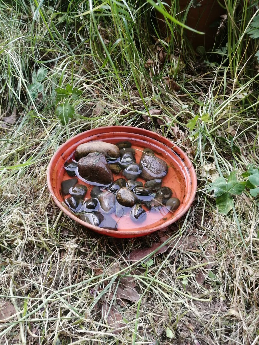 mafalda_b_costa's tweet photo. All water bowls washed and topped up, plus a new #hoverflylagoon for day 17 #30DaysWild. Also, new species record in our garden π₯°. Is this a light emerald @MOTHIDUK? https://t.co/Y0btEd31Z6