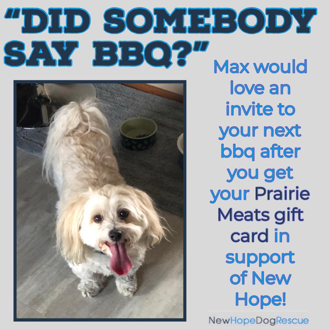 New Hope Dog Rescue (@nhdrsaskatoon) on Twitter photo The <a href="/PrairieMeats/">Prairie Meats</a> gift card fundraiser is on until June 23rd! 10% of the card value will be donated to help care for dogs like Max.
$25, $50 & $100 denominations. The cards will then be available for local pickup or mailed. To order, please email fundraising1@newhoperescue.org The <a href="/PrairieMeats/">Prairie Meats</a> gift card fundraiser is on until June 23rd! 10% of the card value will be donated to help care for dogs like Max.
$25, $50 & $100 denominations. The cards will then be available for local pickup or mailed. To order, please email fundraising1@newhoperescue.org
