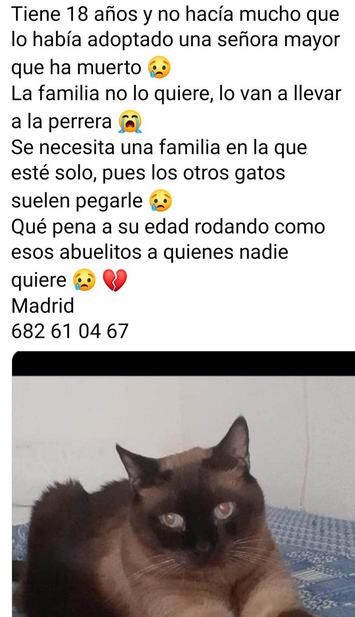 Nadie quiere a este pobre animalito 😢
Es mayor, tiene algún achaque como la tensión alta pero con una pastilla
Tanto tiempo y nada, a nadie le importa este abuelillo gatito 😿
😢 🆘 📢 📢 📢 📢 📢