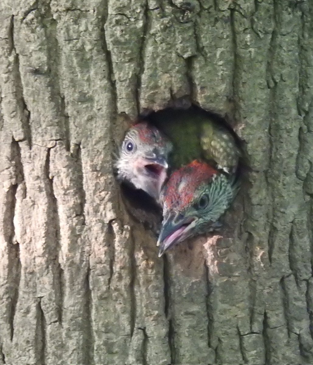 naturebotherer's tweet photo. Wow! My first ever Green Woodpecker nest, found (like most things) by Becca, my partner. https://t.co/kDwfMo6kAX