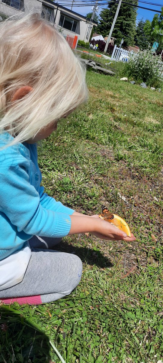 This butterfly release captures the spirit of the Early Learning Framework, where children and educators are open to joy and wonder.  Seeing: Appreciation – Awe -Deep engagement - Gentle care. @SD46SC @CR4YC #StrongStart #SCEarlyYears