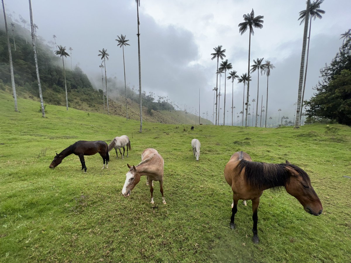 csantaengracia's tweet photo. Valle del Cocora 🌴 https://t.co/QsP1STgSMs