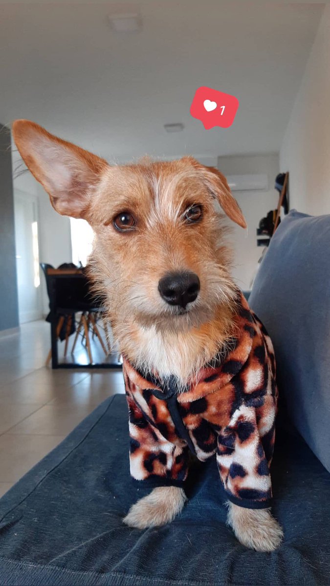 Leo Fernández tweet media