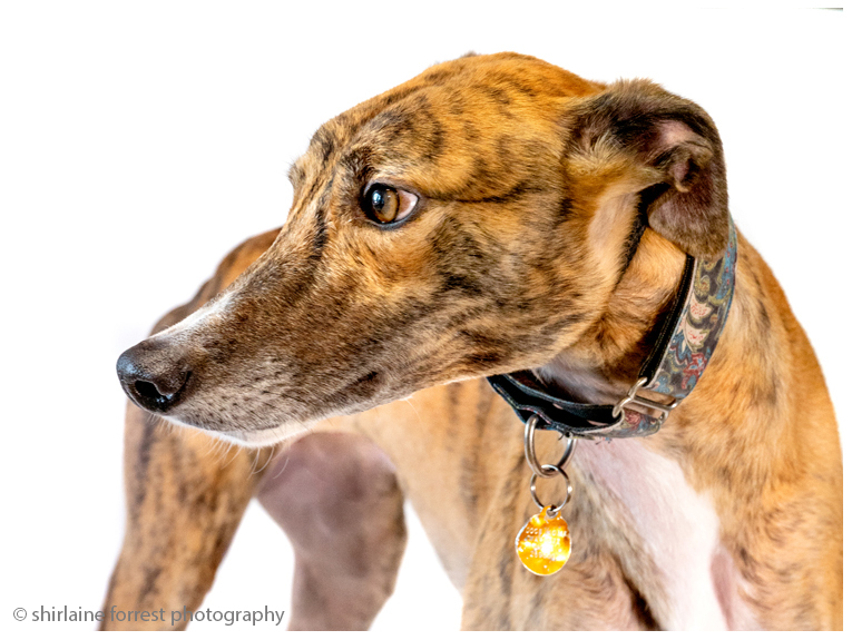 Shirlainephoto's tweet photo. One of the gorgeous dogs up for adoption at @manchdogs Cheshire branch.  I spent a wonderful afternoon with these stunning pups, they'll make someone a very lucky parent.

#CheshireDogsHome #ManchesterDogsHome #Manchester #dog #AdoptDontShop #greyhound #dogsoftwitter #rescuedog https://t.co/8i2uaL13DC
