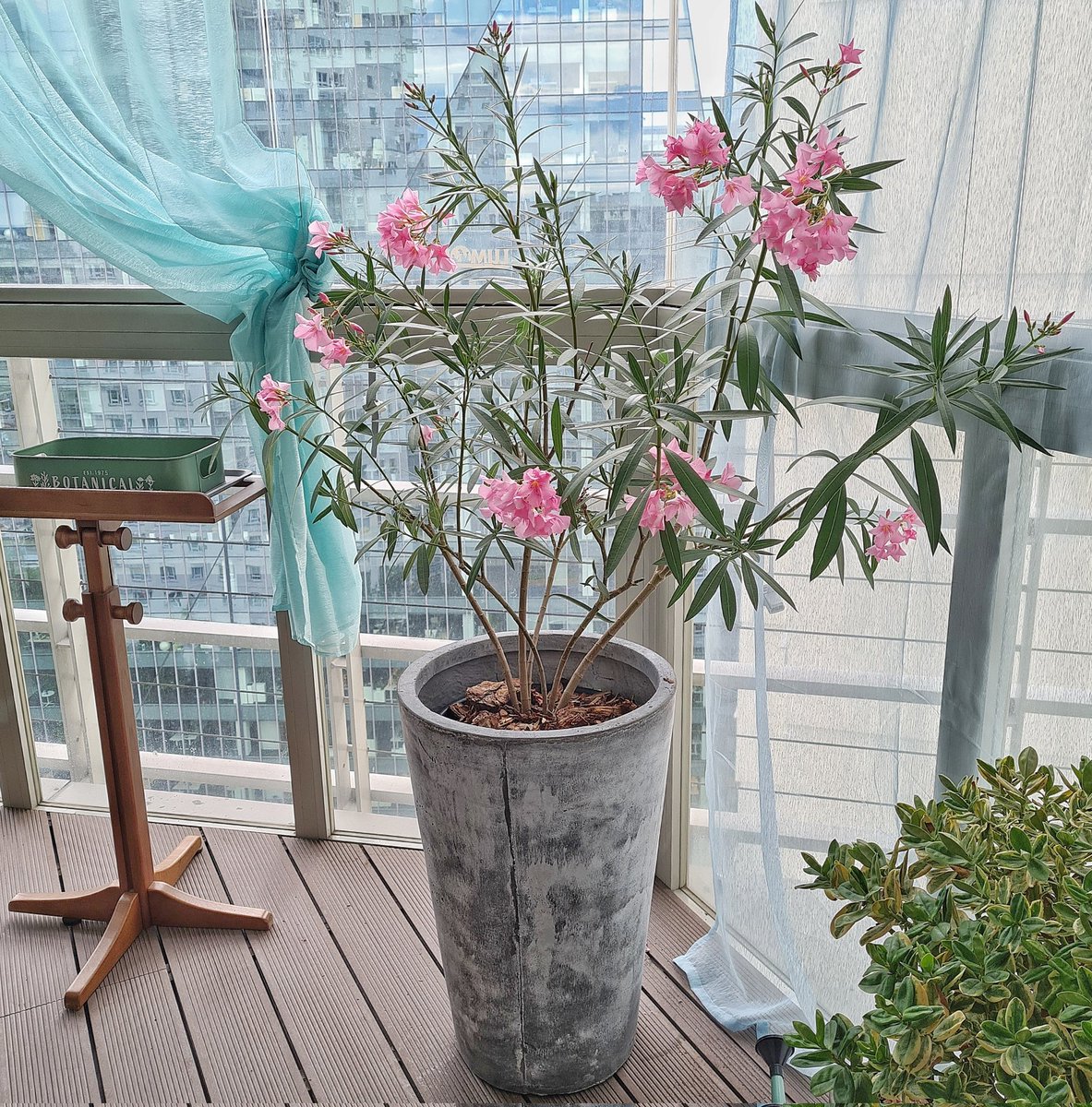 JaBurzynski's tweet photo. Codziennie kilka opada i kilka rozkwita. Blossom circle. Mała Italia w Wawie. #poleander #weranda #krzaklewski #bush https://t.co/0hmQ0sce38