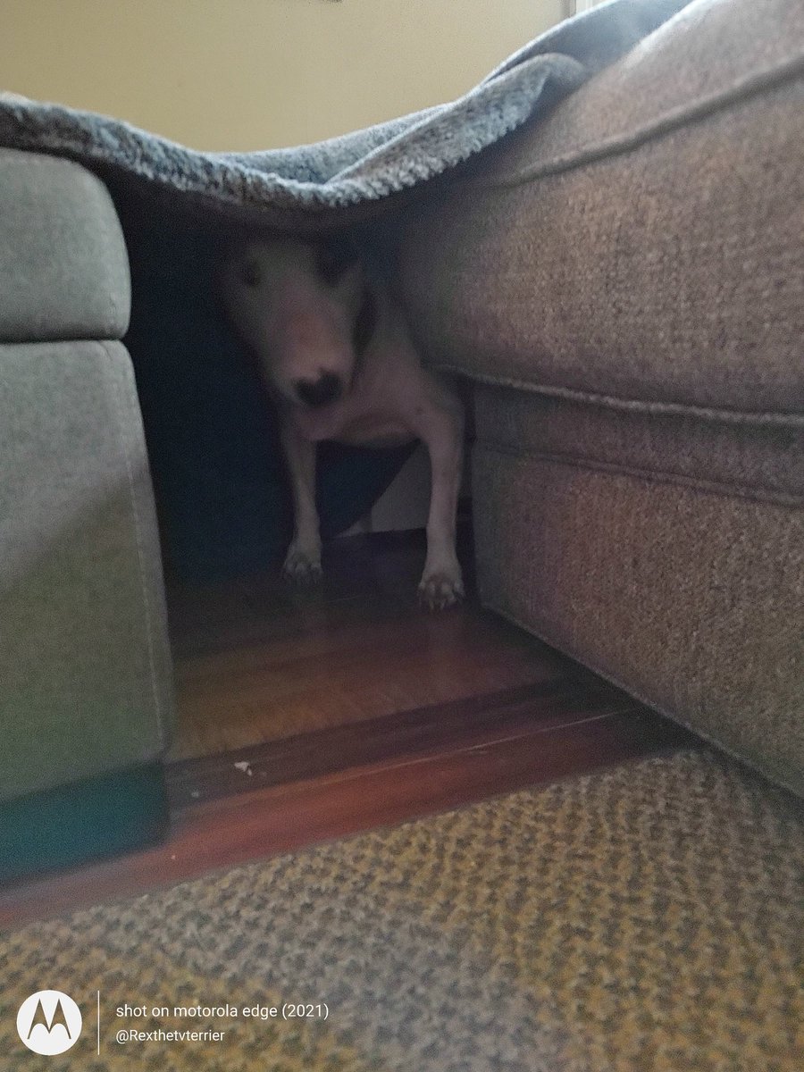 rexthetvterrier's tweet photo. We had thunderstorms today.  So guess where I am?  #ThunderTent
#DogsofTwittter #dogs #Thunderstorm https://t.co/sgD8oHL5tp