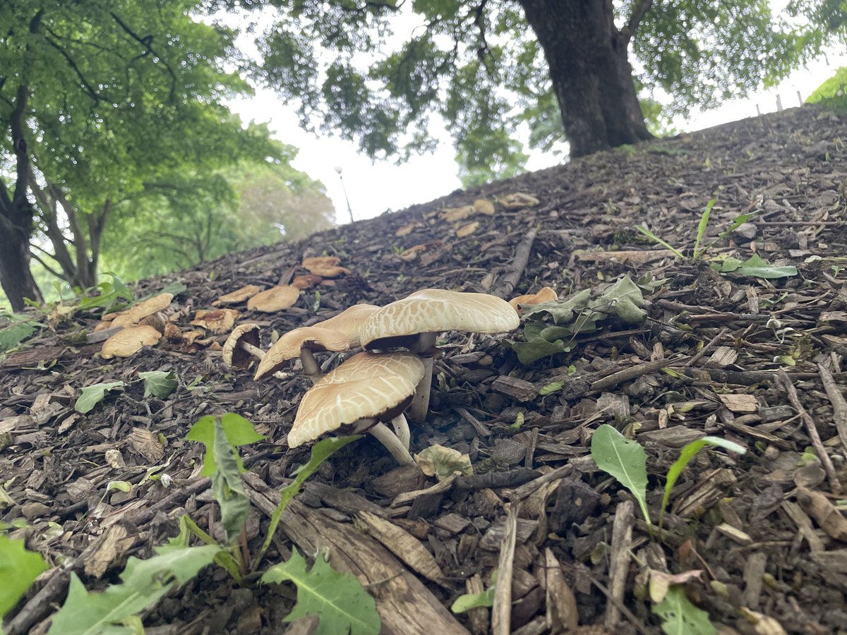 jseattle's tweet photo. Do not eat the brown mushrooms in Cal Anderson Park. I repeat: Do not eat the brown mushrooms. https://t.co/UD5bzqyap5