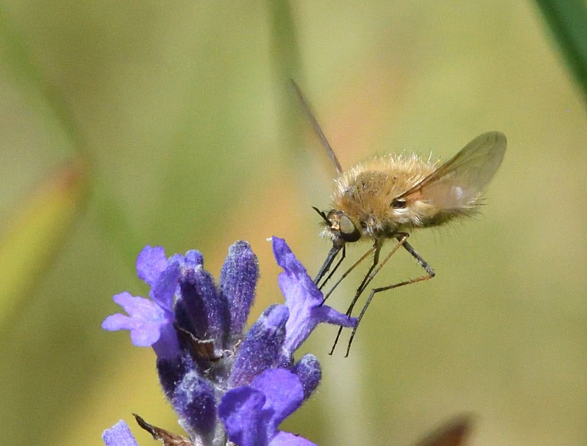 JoKingDevon's tweet photo. First #WesternBeeFly Bombylius Canescens of the year in the garden today, such a dainty little Bee-fly #Shutterton #Dawlish https://t.co/MvXNtS4MHN