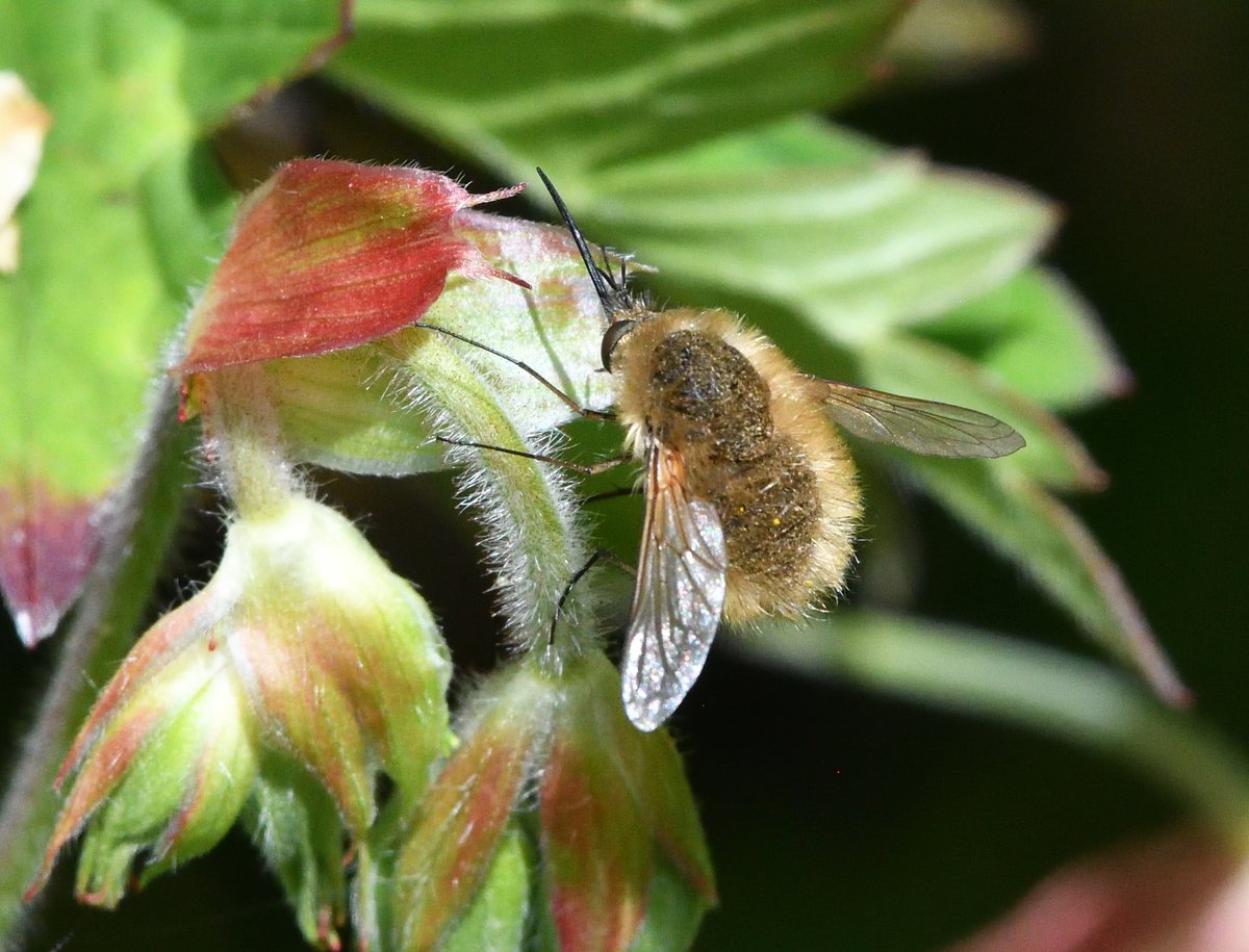 JoKingDevon's tweet photo. First #WesternBeeFly Bombylius Canescens of the year in the garden today, such a dainty little Bee-fly #Shutterton #Dawlish https://t.co/MvXNtS4MHN
