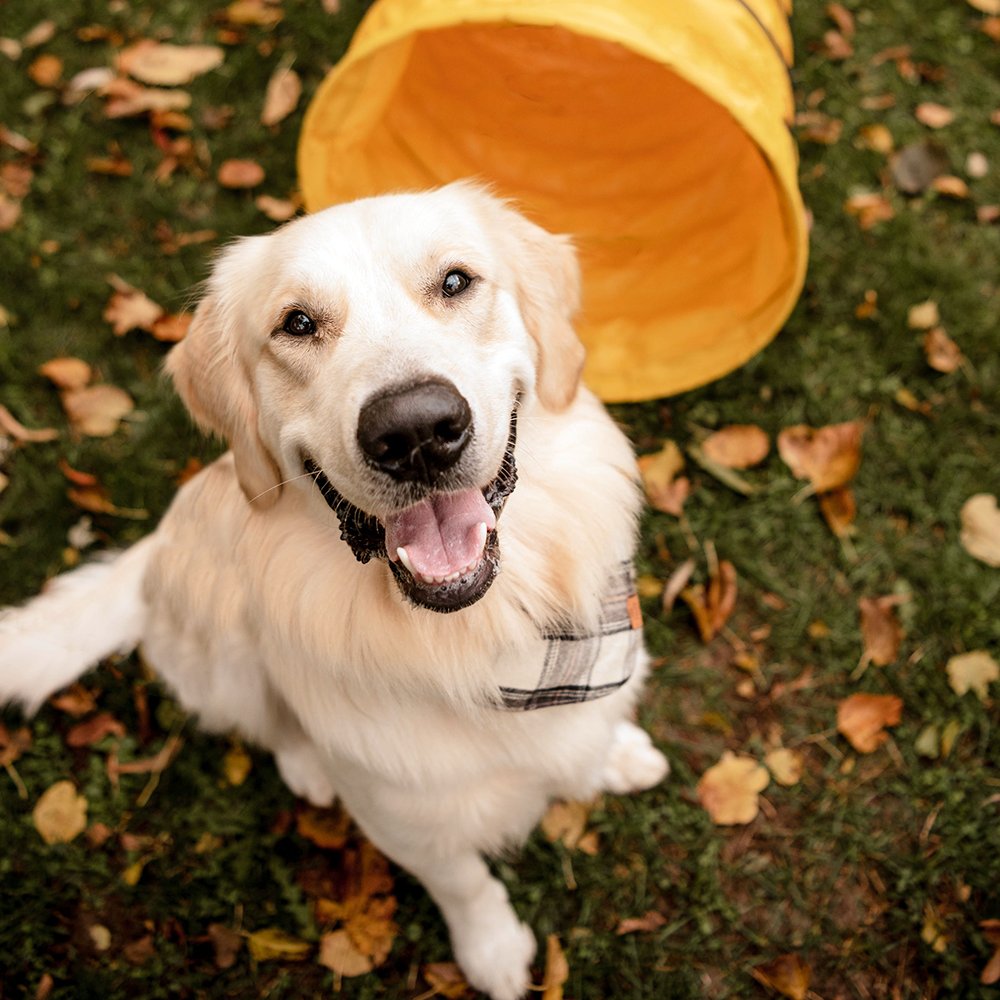 RCDogAgility's tweet photo. A dog is the only thing on earth that loves you more than he loves himself - Josh Billings https://t.co/TYw488X9Q3