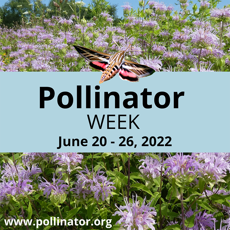journeynorthorg's tweet photo. It's #pollinatorweek! Pollinators need each of us to plant and protect habitat whether in back yards or public spaces. Do some research to find native plants that grow well in your area: https://t.co/51dbuUadVa. https://t.co/QrCPdB7NkZ