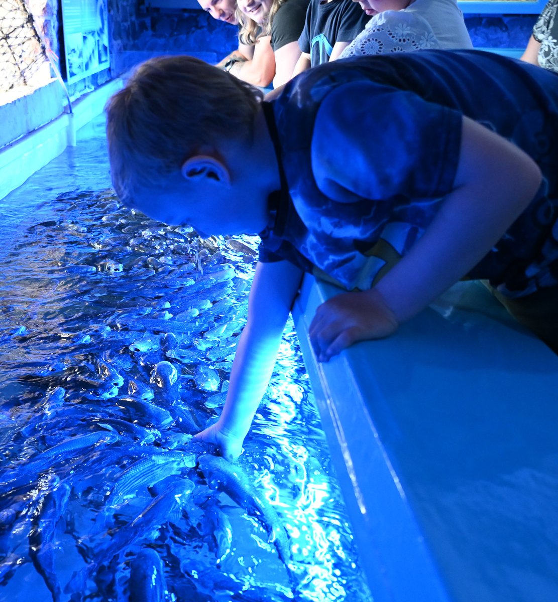 Kids just love the thrill of hand feeding our mullet 🐟🐟🐟
#lymeregis #dorset #uniqueexperience #mulletfeeding #marineaquarium #aquarium #jurassiccoast #visitdorset #visitlymeregis  #lovelymeregis