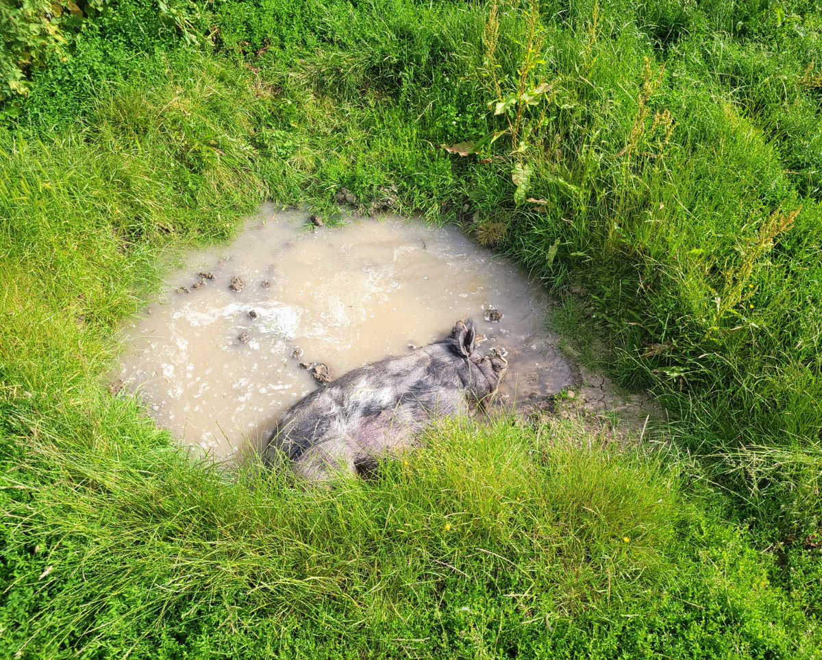 FarmAnimalSanct's tweet photo. 👀 Spot the pig 👀
Even a little pig needs a big wallow in this heat ☀️🐷💦
#happypig #itsapigslife #perfection #sanctuarylife #peaceful #heatwaveuk #FridayFeeling #friyay 

https://t.co/ZmvwJQUj7c https://t.co/sb2hWKHi1s