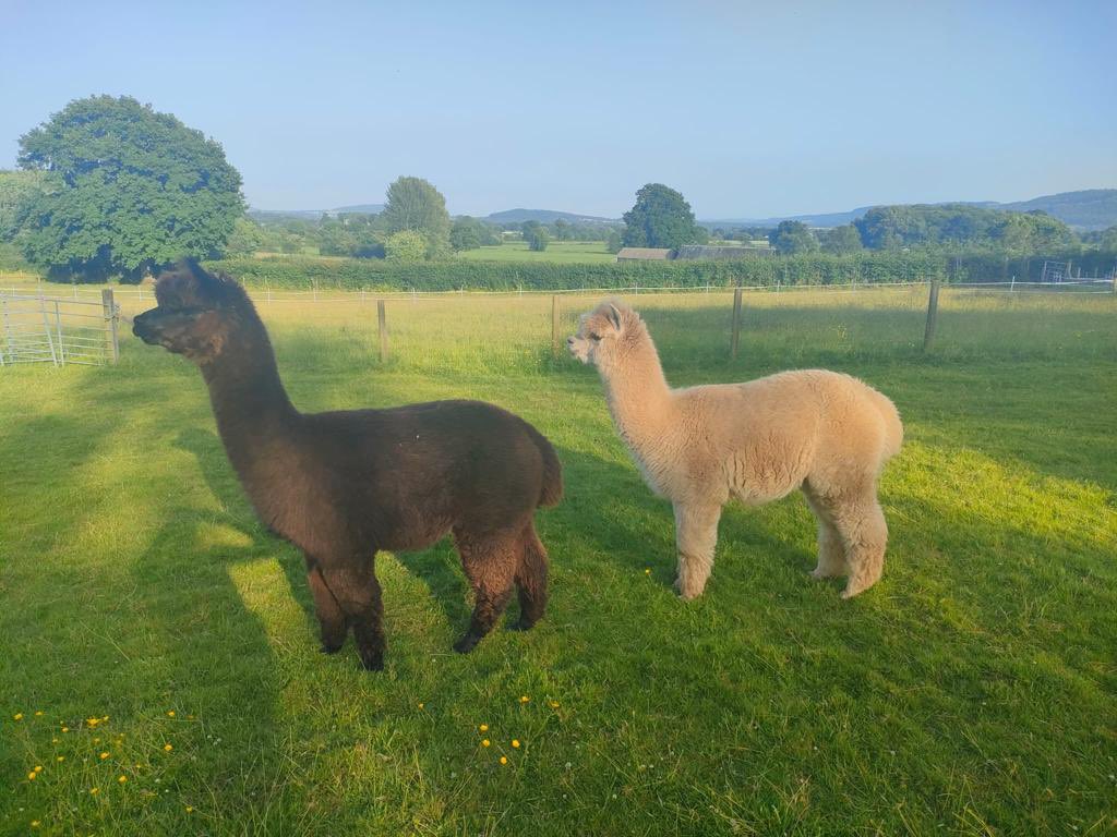 VisitHfds's tweet photo. News in from the trail runners on section 8…. They are half way round and have met some friends en route! Keep going guys! #followtheapple #154miles #inoneday https://t.co/Pkp2vQZxuY