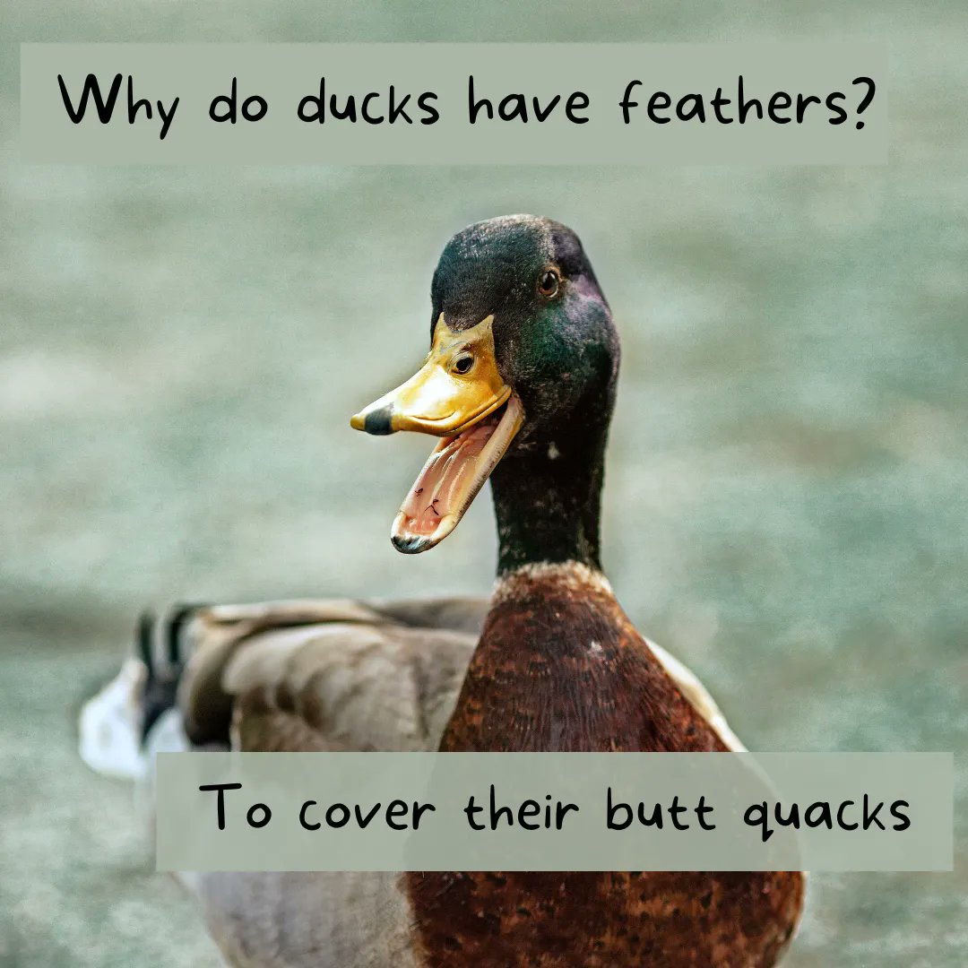 PolywestLtd's tweet photo. #FarmJokeFriday! This one really quacked us up. π
In honour of Father's Day weekend, give us your best dad joke! π https://t.co/QBpMbRDWgR