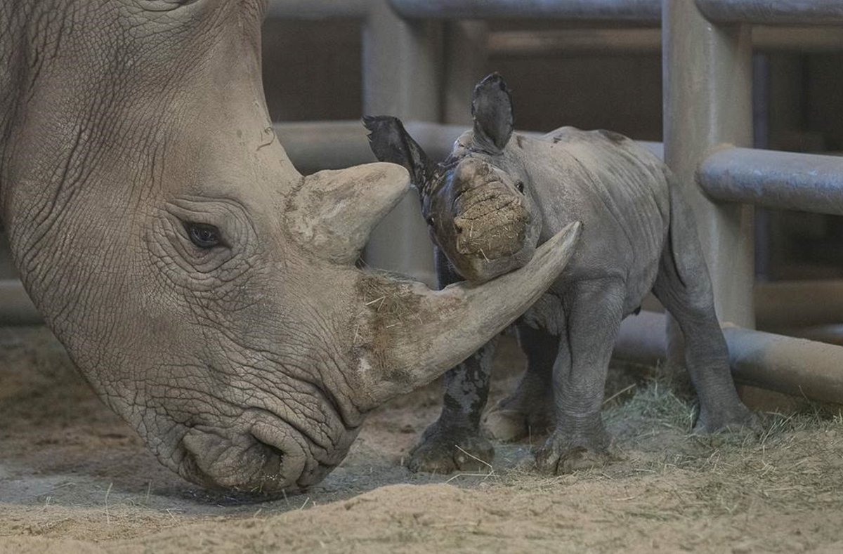 New Today—Northern White Rhino: A Race Against Time.#AmazingWildlifepodcast explores the functionally extinct subspecies. <a href="/sandiegozoo/">San Diego Zoo Wildlife Alliance</a> scientists discuss the reproduction technologies they're using to preserve and maintain northern white rhino genes to bring them back.
#wildlife