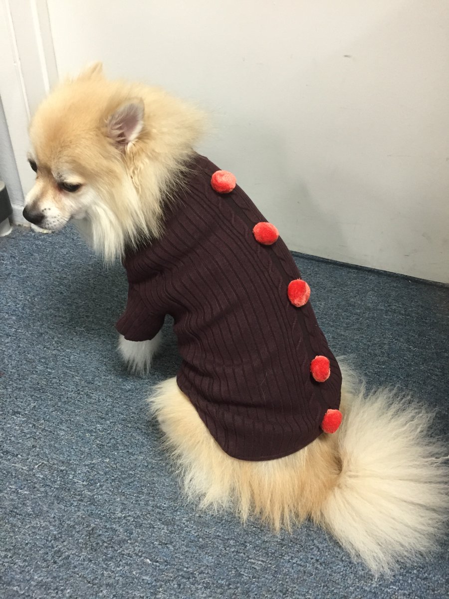 RuffRuffCouture's tweet photo. Taro @ work trying on sweaters #dogsweater #dogswearingclothes https://t.co/V5R2zheYBL