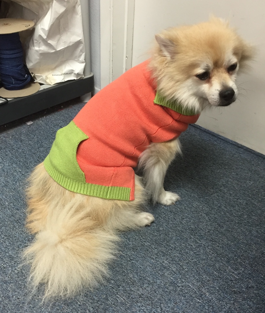 RuffRuffCouture's tweet photo. Taro @ work trying on sweaters #dogsweater #dogswearingclothes https://t.co/V5R2zheYBL