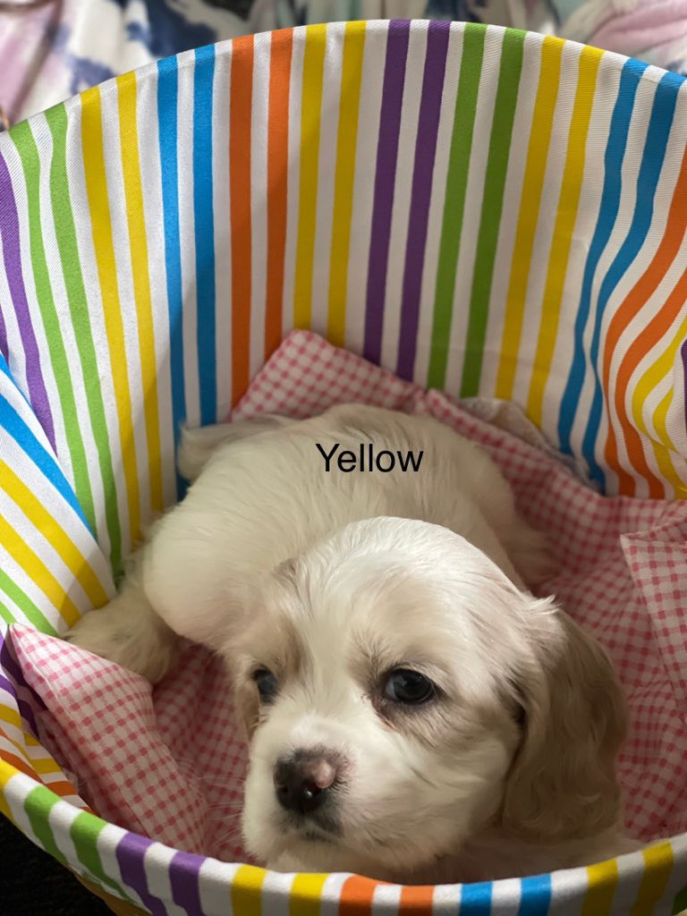 J_Cardiel_'s tweet photo. American Cocker Spaniel 

AKC with papers, tails docked, dewormed, and first set of shots. Available now.. DM me. 

2 girls and 4 boys https://t.co/6YhvydC8RW