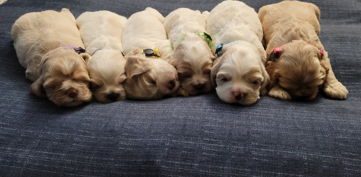 J_Cardiel_'s tweet photo. American Cocker Spaniel 

AKC with papers, tails docked, dewormed, and first set of shots. Available now.. DM me. 

2 girls and 4 boys https://t.co/6YhvydC8RW