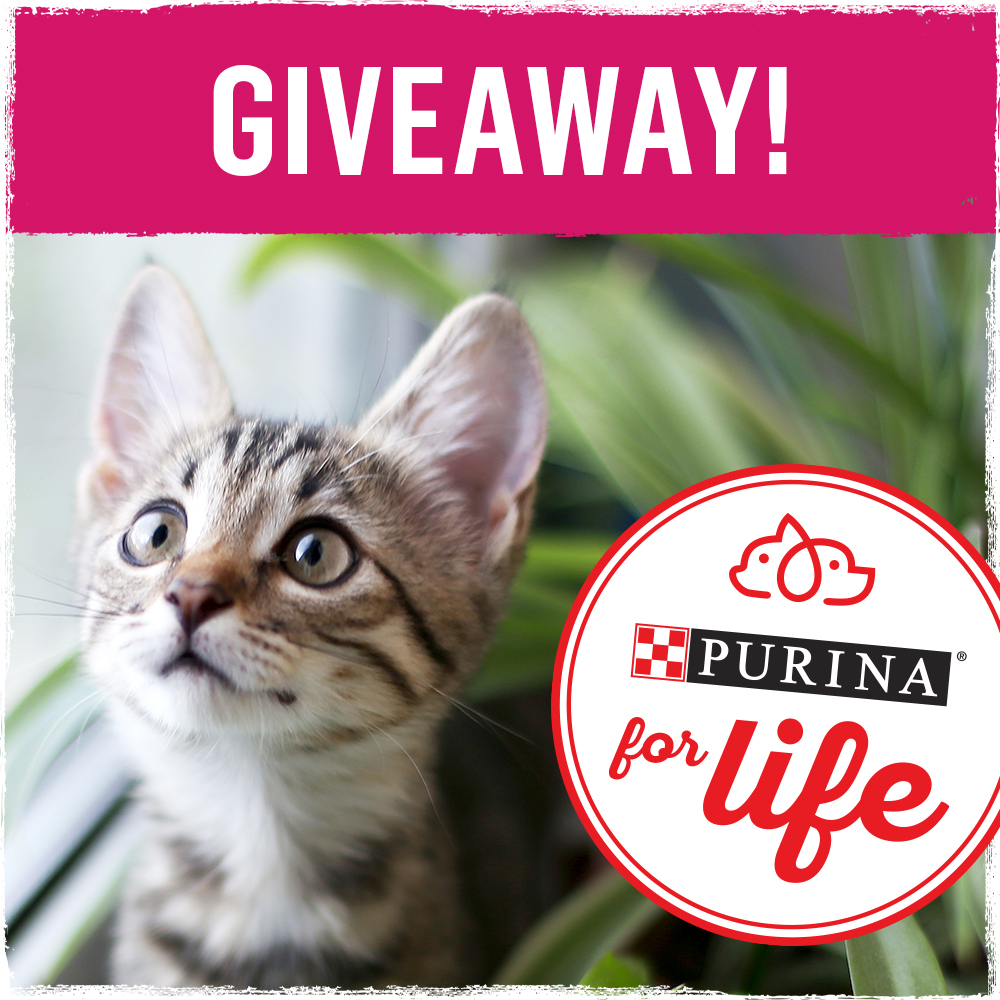 We’re giving kitten owners a chance to win free Purina for Life! If you’re bringing home a new kitten (or know someone who is), enter for a chance to win Purina for the life of your pet at purinaforlife.com! No purchase necessary. Ends 7/31/22. See site for full rules.
