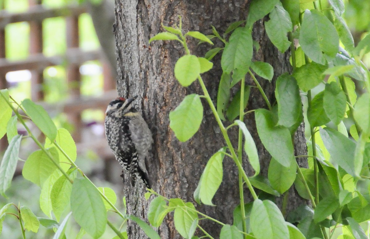 steffohyeah's tweet photo. My Mayday brings cute birds to the yard.

I'm thinking juvenile Yellow-bellied Sapsucker? Any thoughts @FisherSpeaks ?

#YYCnature #YYCbirds https://t.co/NSc68dPpU0