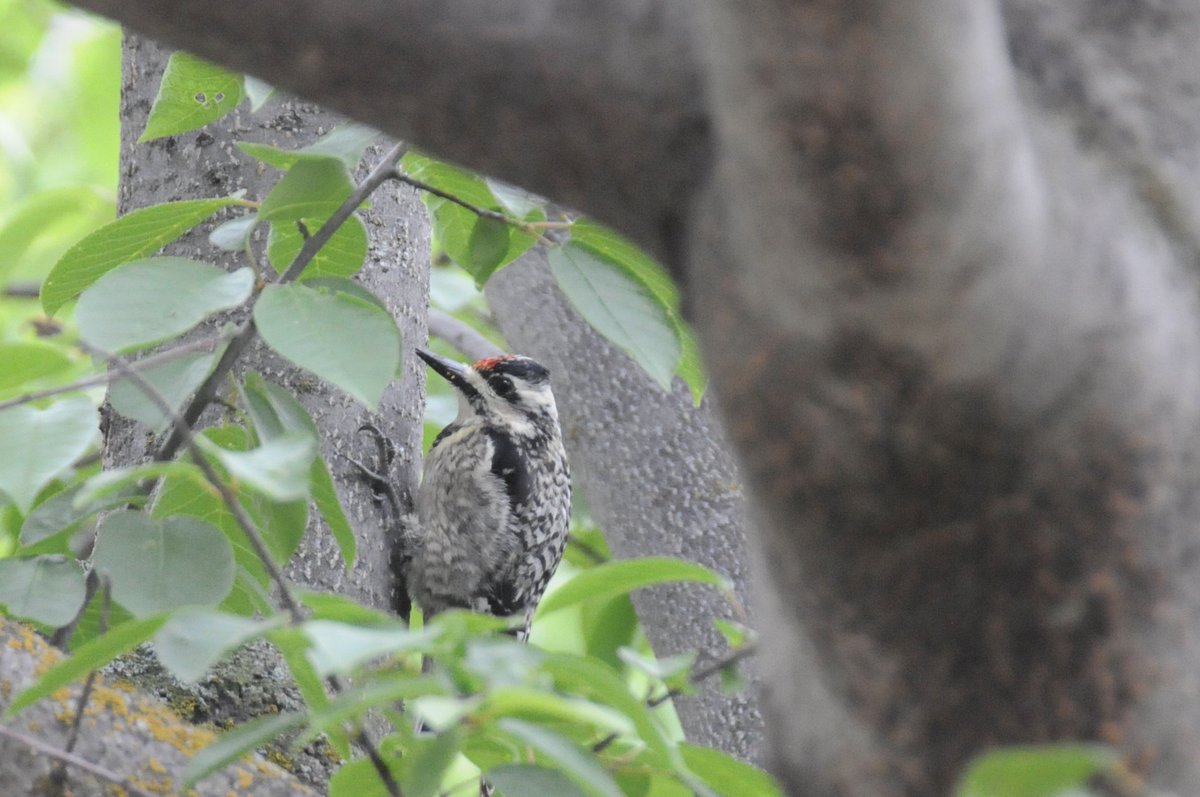 steffohyeah's tweet photo. My Mayday brings cute birds to the yard.

I'm thinking juvenile Yellow-bellied Sapsucker? Any thoughts @FisherSpeaks ?

#YYCnature #YYCbirds https://t.co/NSc68dPpU0