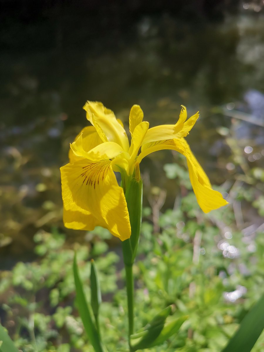 Daxa_PJA's tweet photo. A few more pics from today's walk at #EverardsMeadows along the #GrandUnionCanal, #RiverSoar...💞 https://t.co/GpZmjojBVL