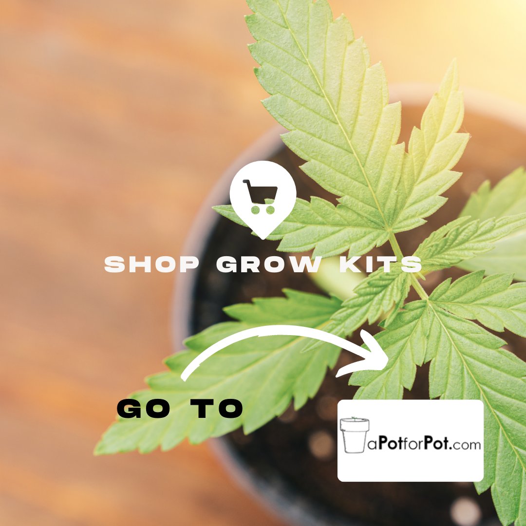 MaryJanesPosts's tweet photo. Grow your pot! These packages are ideal for beginner gardeners and those seeking to expand their knowledge.  🌱🪴

Go to → https://t.co/80B7MQT3O3.

#CBD #startup #news https://t.co/70LHSUv3xQ