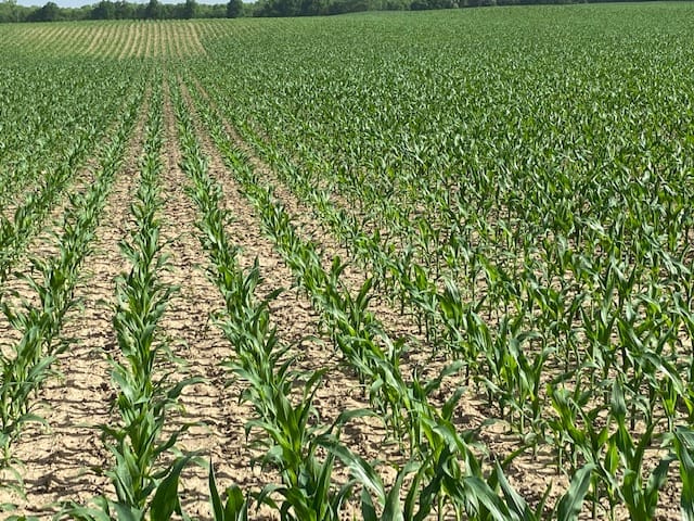 alpinepfl's tweet photo. Seeing is believing! We love getting pictures from our growers! This field has ALPINE G241S and MicroBolt Zn on it and you can definitely see the area that no starter was used. We can't wait to see the yield impact! #ALPINE #MaximizingFertilizerEfficiency https://t.co/8VTsHQE3Zj