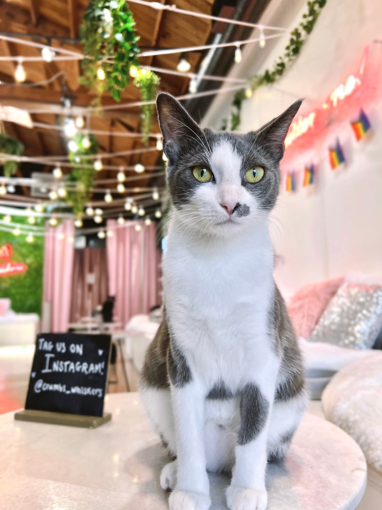 Kafka has established herself as the queen cat of Crumbs &amp; Whiskers! She’s always had a powerful personality: she wandered into her foster home and just decided she would stay for a while.

ADOPTABLE LOCATION: LA ⁠
⁠
Come meet the queen by using the link in our bio.