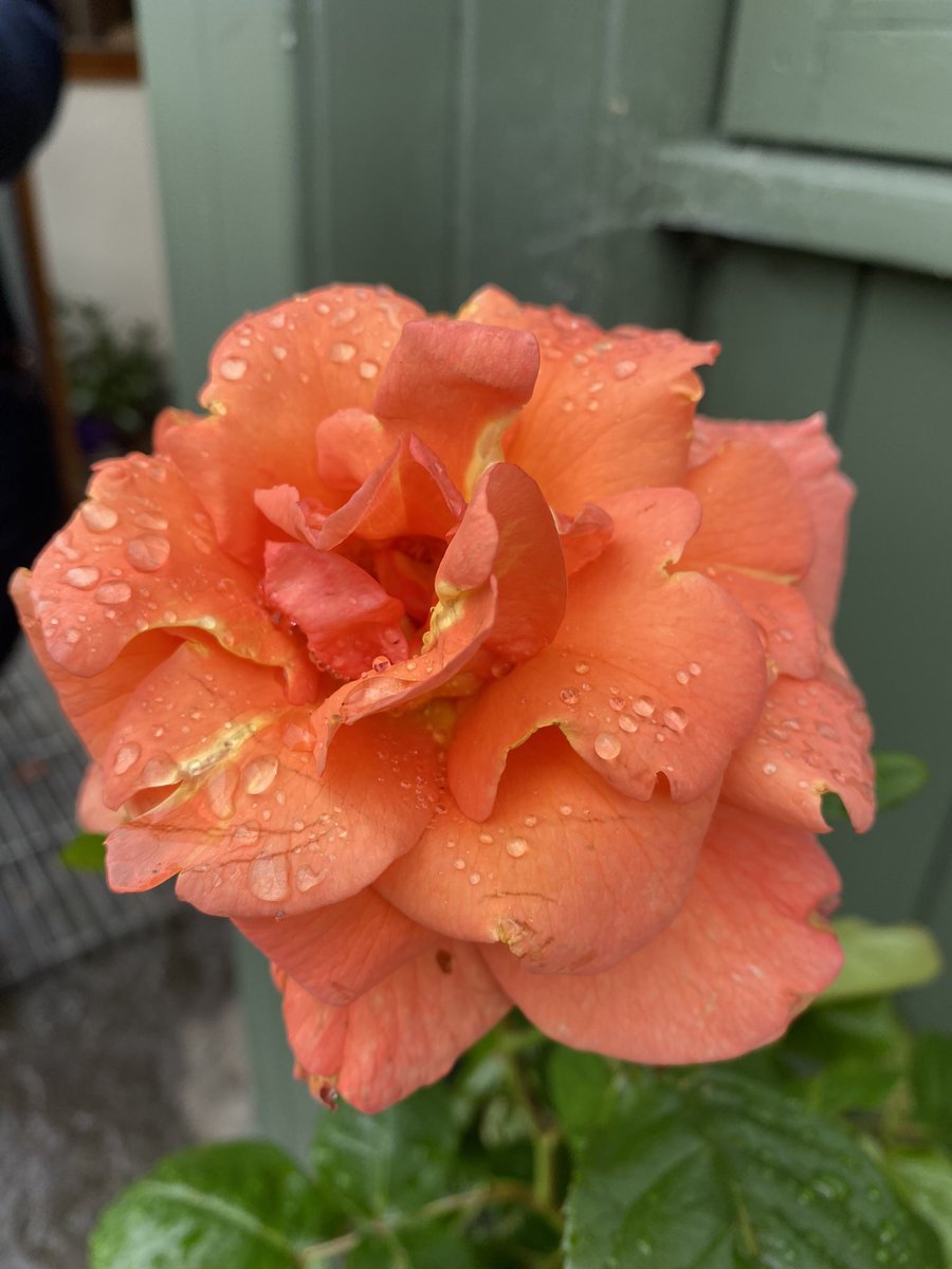 BillFarrell2's tweet image. Beauty and the Beast Vibes 
#rose #roses #flowers #nature
