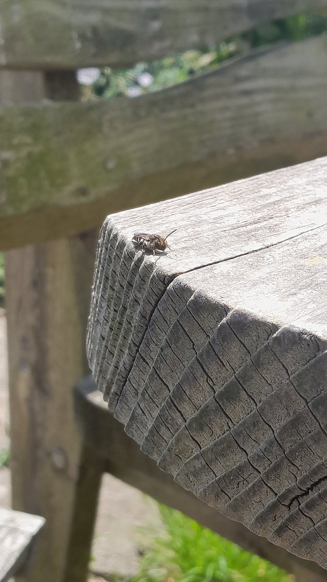We've got a leafcutter bee nesting in a hole in our garden  table. Waiting on the table is this Sharp-tailed Bee, and when the leafcutter leaves she pops in and lays her own egg to parasitise the growing leafcutter larva. Isn't nature beautiful. <a href="/BBCSpringwatch/">BBC Springwatch</a> <a href="/BumblebeeTrust/">Bumblebee Conservation Trust</a>