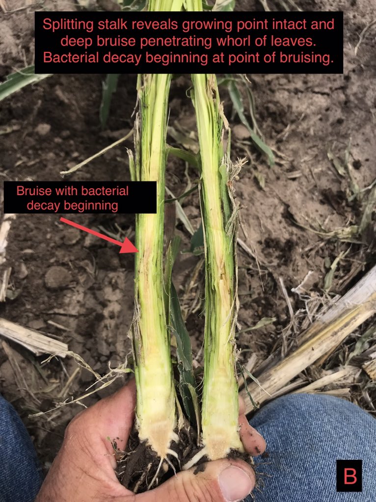 The Pioneer Central Nebraska Agronomy Team crafted this video to help anyone struggling with crop decisions on hail damaged corn.             Assessing Hail Damaged Corn youtu.be/viOwFqi3FDU via <a href="/YouTube/">YouTube</a>