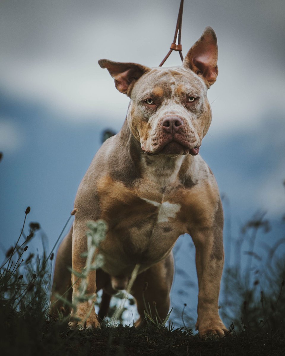 Kayikçi (@el_kayikci) on Twitter photo 